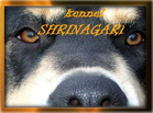 shrinagari.jpg