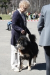 Excellent 1, CQ VCAC , BOSV club veteran winner 2013 - Tibetan mastiff, Skylit Grags-Pa Kishna