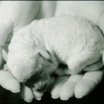 puppy