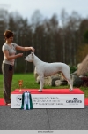 BOB Best In Show 4th place, Dogo Argentino Primera Contante Iz Lunnoi Stai