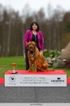 Dogue de Bordeaux BOB. Dante Bialobrezeskie Moloski