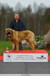 Spanish mastiff