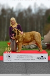 Spanish mastiff BOB, Charisma Zaark Mastibe