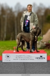 Neapolitan mastiff BOB Junior, Alessioantonio