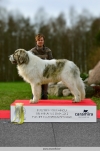 BOB Best In Show 3rd place, Pyrenean mastiff Taran Maskin Junior Navarro