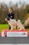 Pyrenean mastiff BOB Puppy, Mastinero Harry