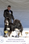 Excellent 1, CQ 1, BEST MALE, BOB, Club Winner 2013 - Tibetan Mastiff, Chenporewa Ista Iron