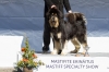 Excellent 1, CQ, BOBV, Club Veteran Winner 2013 - Tibetan mastiff, Status Benevoles Iyan-Hsiang