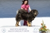 Excellent 2, CQ 4, BEST MALE 4, CAC - Tibetan Mastiff, Tseepo King of Hill