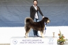 Excellent 1, CQ 4, BEST FEMALE 4, CAC, Special price Best Movement - Tibetan mastiff, Netravati Iyana Irya