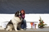 Excellent 1, CQ 1, BEST MALE 1, BOBJ, BOB, Club Junior Winner 2013, Club Winner 2013, Special Price Best Movement, Best Coat, Best Showdog, Best Head - Pyrenean mastiff, Zarmon de Celly Harley