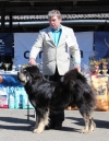 Excellent 2, CQ 3, BEST MALE 3, Special price Best Showdog - Tibetan mastiff, Foo Sundari