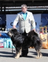 Excellent 2, CQ 3, BEST MALE 3, Special price Best Showdog - Tibetan mastiff, Foo Sundari