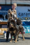 Excellent 1, CQ, JCAC, BOSJ, Club Junor Winner 2013 - Tibetan mastiff, Chenporewa Mespo Mammoth